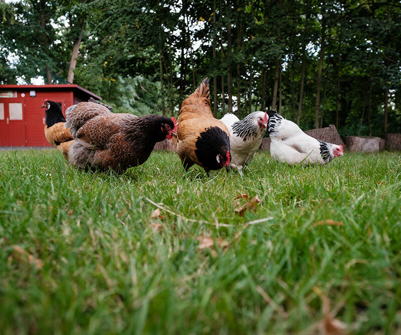 Hühner picken vor dem Hühnerstall.